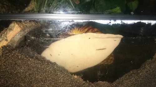 Tauchschnecke 1c.jpg