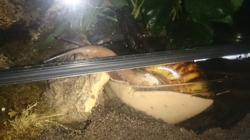 Tauchschnecke 1e.jpg
