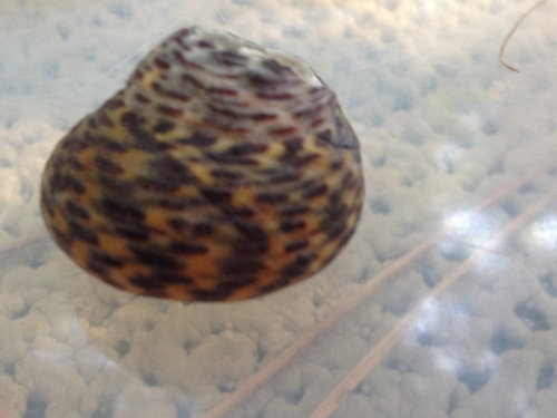 Fundschnecke getupft 1.jpg