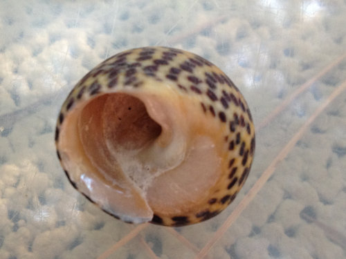 Fundschnecke getupft 2.jpg