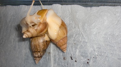 Tierbilder August 2016 076.JPG