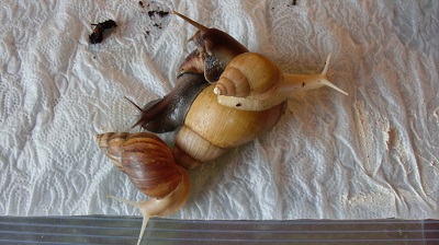 Tierbilder August 2016 077.JPG