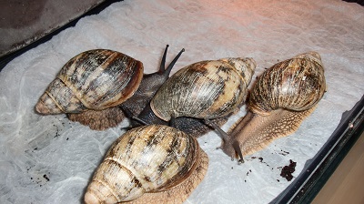 Tierbilder August 2016 086.JPG