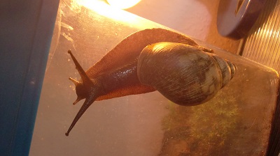 Tierbilder August 2016 084.JPG