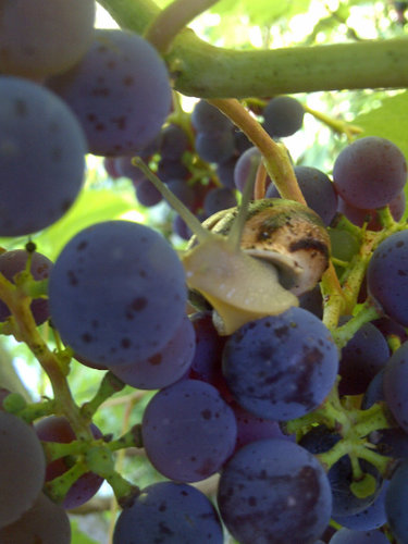 Trauben.jpg