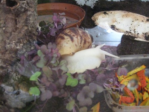dödel.jpg