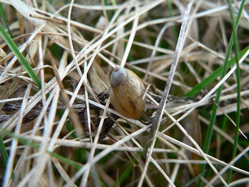 bernsteinschnecke01.jpg