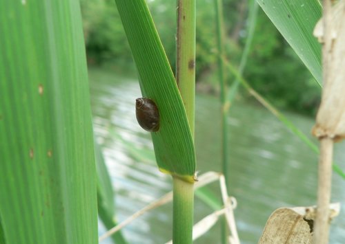 bernsteinschnecke02.jpg