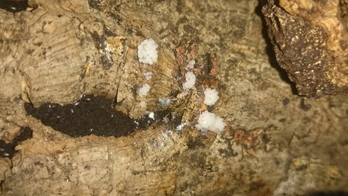 Schleimpilz 1.10.16.JPG