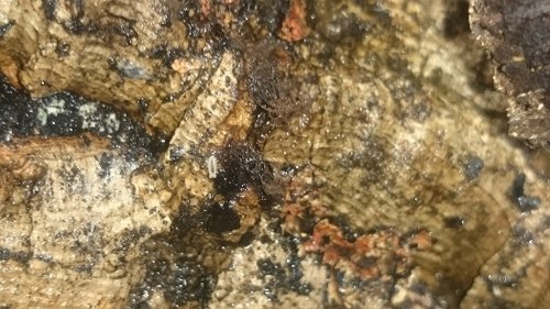 Schleimpilz 2.10.2016.JPG