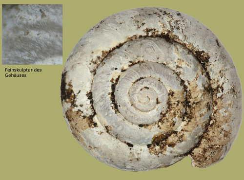 monachoides_incarnatus_11a.jpg