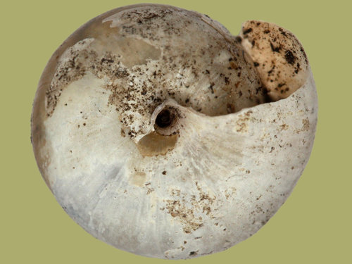 monachoides_incarnatus_11b.jpg