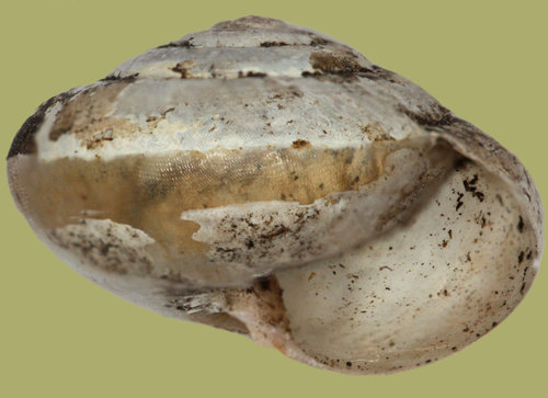monachoides_incarnatus_11c.jpg