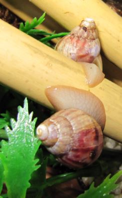 Schneckchen3.JPG