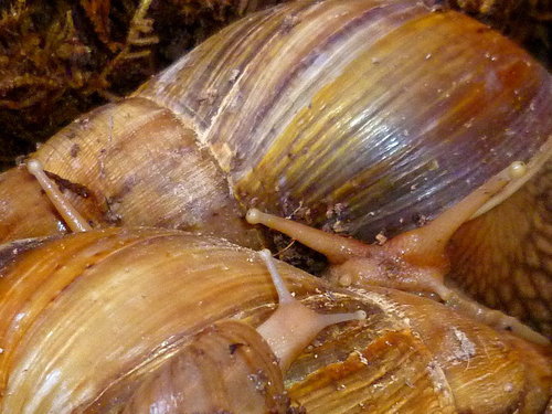xs-P1040508.JPG