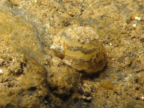 foto_deutschland_schnecke1.jpg