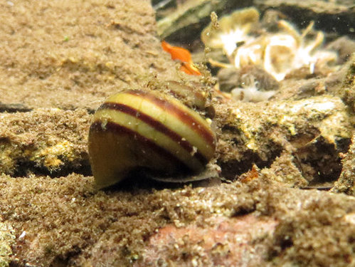 foto_deutschland_schnecke2.jpg
