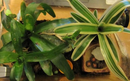 Bromelien.JPG