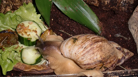 Tierbilder Septemper,Oktober 032.JPG