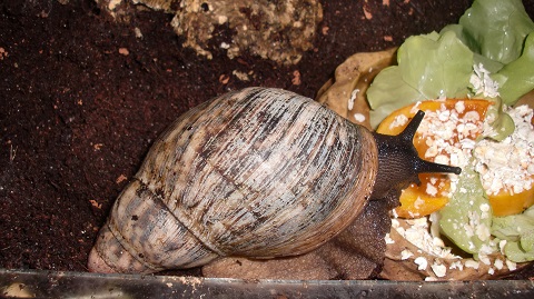 Tierbilder Septemper,Oktober 074.JPG