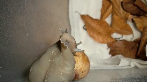 Tierbilder Septemper,Oktober 101.JPG