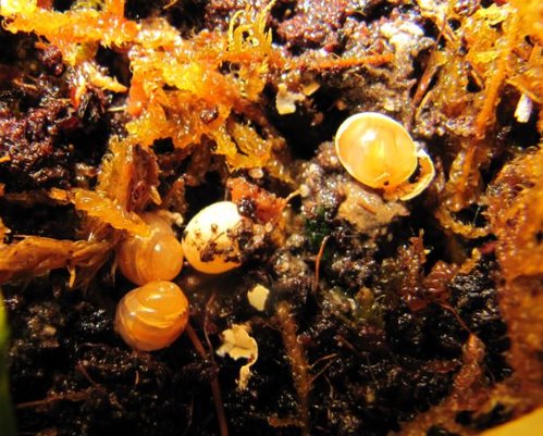 Die neuen ganz Kleinen.JPG