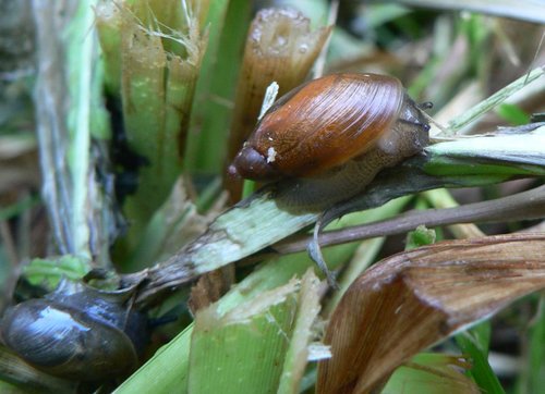 bernsteinschnecke002.jpg