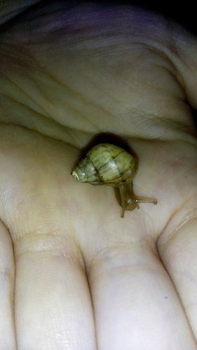 Glubsch 24.09.16.jpg