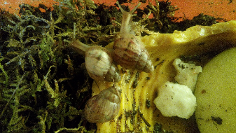 Glubsch, Joker und Bob 05.10.16.jpg