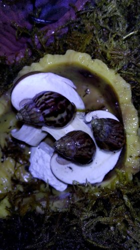 Joker, Bob u. Glubsch 22.10.16.jpg