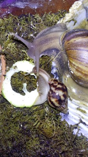 Joker u. Killi 07.11.16.jpg