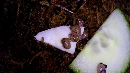 Killi Babys 01.11.16.jpg