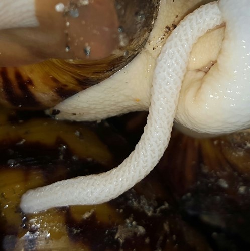 A.o. suturalis  (1).jpg
