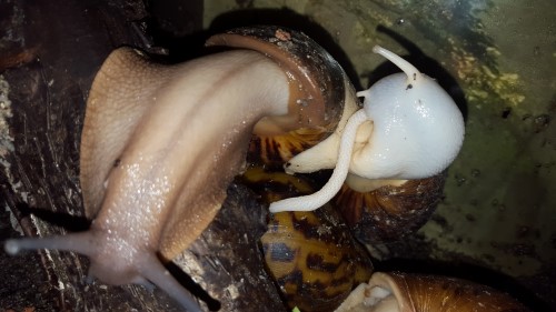 A.o. suturalis  (2).jpg