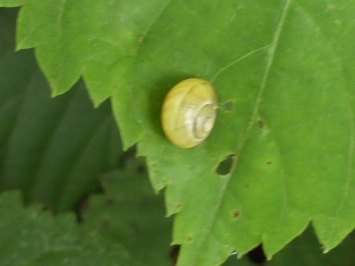 20160616_Segeroth_9546.jpg