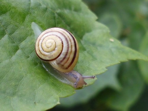 20160619_Grenzwald_9585.jpg