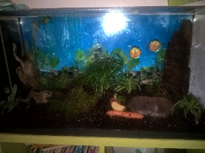 C__Data_Users_DefApps_AppData_INTERNETEXPLORER_Temp_Saved Images_untitled(3).png