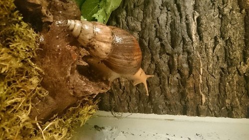 Bild Schnecke.jpg