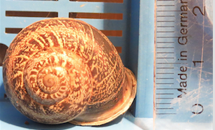 Bildschirmfoto 2017-01-30 um 00.51.44.png