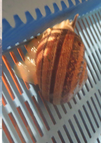 Bildschirmfoto 2017-01-30 um 00.53.42.png