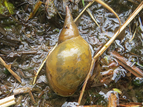 schnecke.jpg