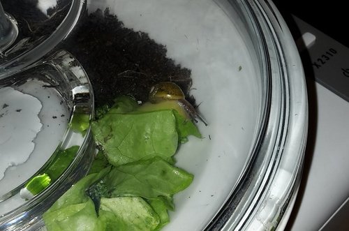 Schnecke aktiv.jpg