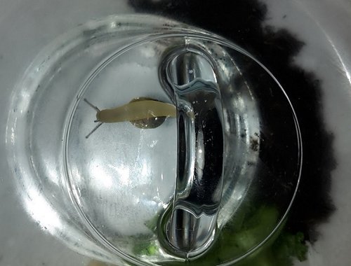 Schnecke unter Topfdeckel.jpg