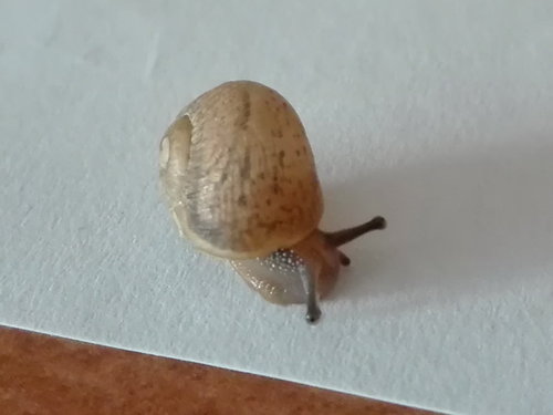 Schnecke1.jpg