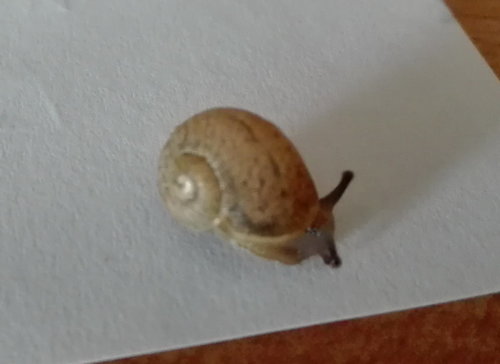 Schnecke2.jpg