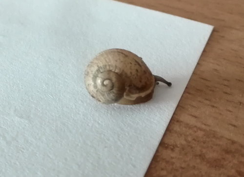 Schnecke3.jpg