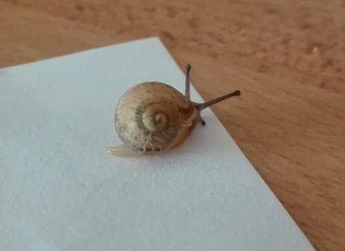 Schnecke4.jpg