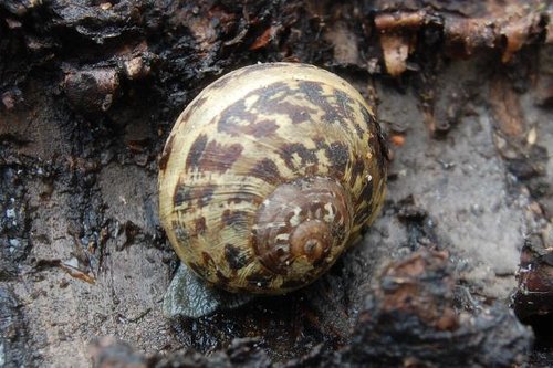 gefleckte weinbergschnecke.jpg