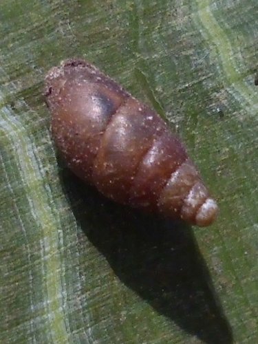 20160417_Sequoiafarm_8798.jpg