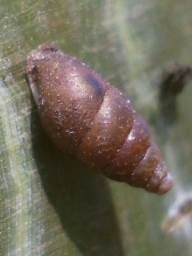 20160417_Sequoiafarm_8799.jpg